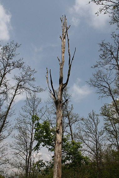 dub letný Quercus robur L.