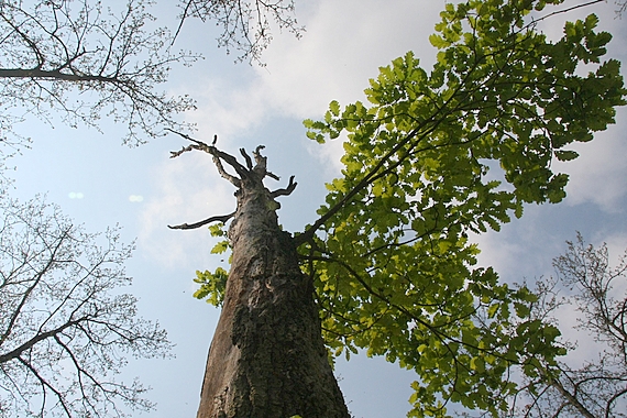 dub letný Quercus robur L.