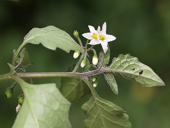 ľuľok čierny Solanum nigrum L.