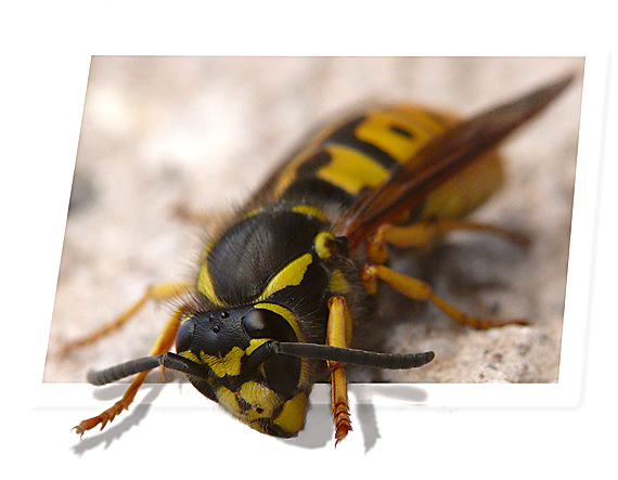 osa obyčajná Vespula vulgaris