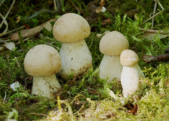 čírovnica májová Calocybe gambosa (Fr.) Donk