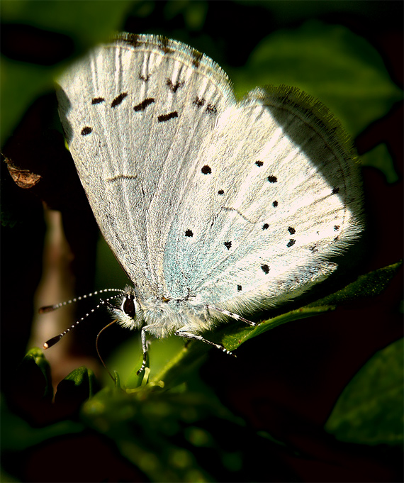 modráčik krušinový Celastrina argiolus