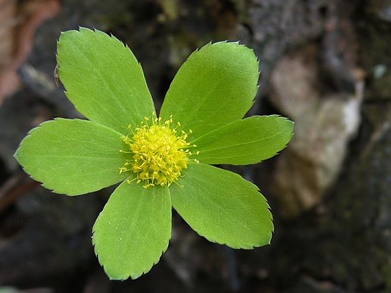 hviezdnatec čemericový Hacquetia epipactis (Scop.) DC.