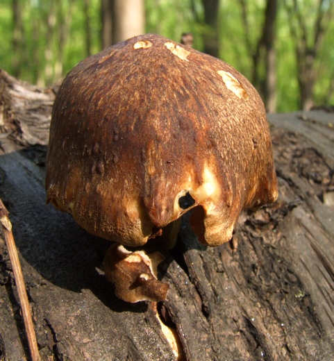 trúdnik strapkatý Lentinus substrictus (Bolton) Zmitr. & Kovalenko