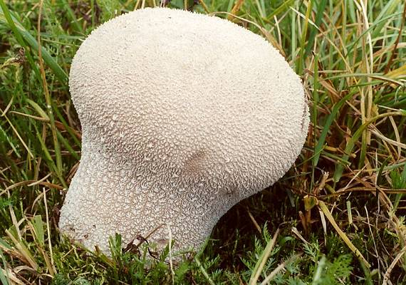 pýchavka dlabaná - Rozpadavec dlabaný Lycoperdon utriforme  Bull.