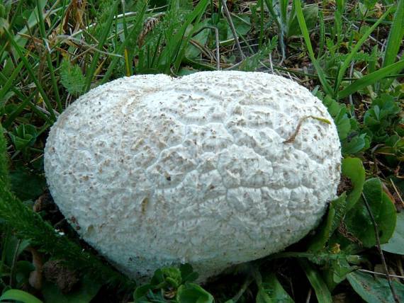 pýchavka dlabaná - Rozpadavec dlabaný Lycoperdon utriforme  Bull.