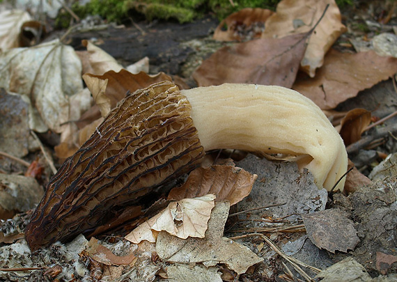 smrčok kužeľovitý Morchella conica Pers.