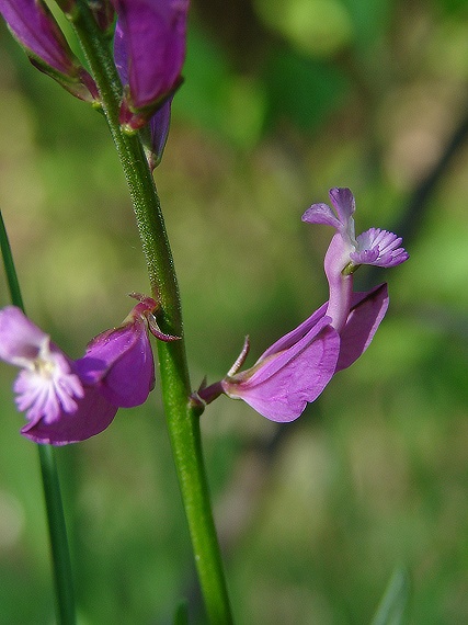 horčinka väčšia Polygala major Jacq.