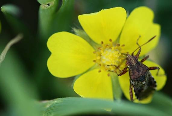 bzdocha Rhopalus subrufus?