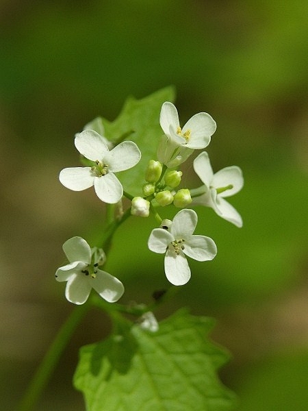 cesnačka lekárska Alliaria petiolata (M. Bieb.) Cavara et Grande