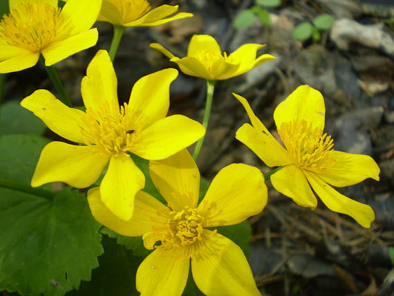 záružlie močiarne Caltha palustris L.