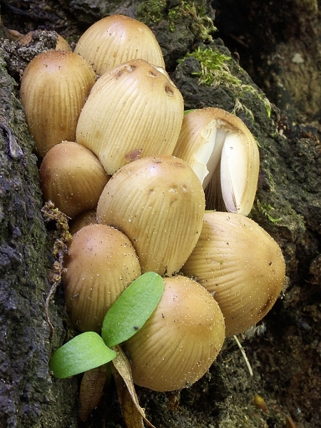 hnojník Coprinus sp.