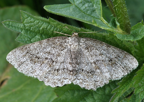 kôrovka orlíčková Ectropis crepuscularia