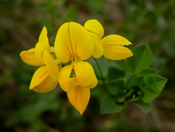 ľadenec rožkatý Lotus corniculatus L.