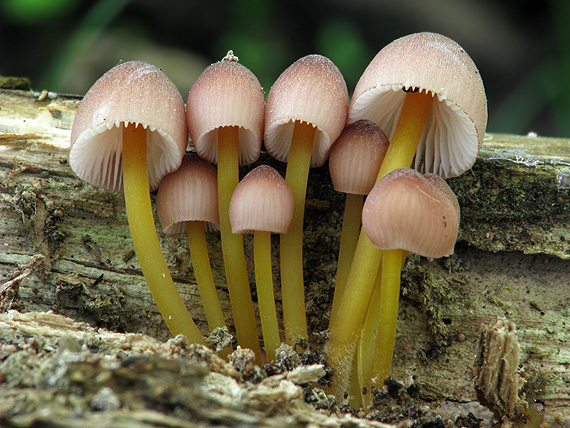 prilbička žltohlúbiková Mycena renati Quél.