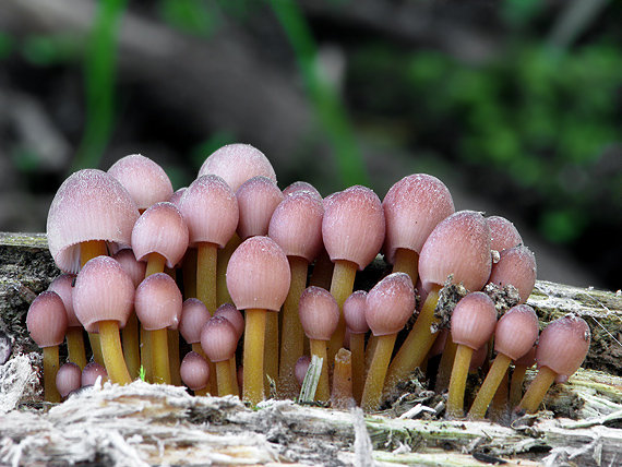 prilbička žltohlúbiková Mycena renati Quél.