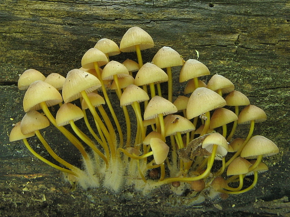 prilbička žltohlúbiková Mycena renati Quél.