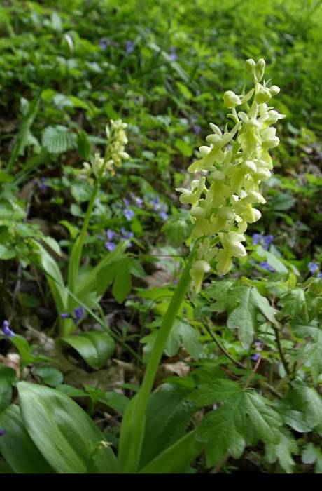 vstavač bledý Orchis pallens L.