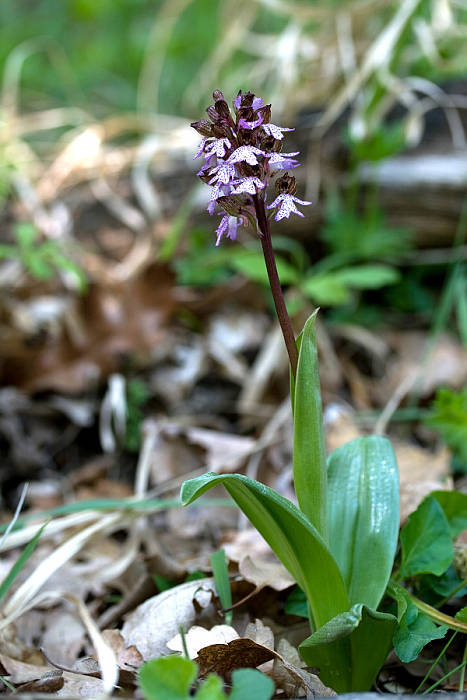 vstavač purpurový Orchis purpurea Huds.