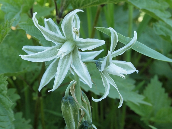 bledavka boucheova Ornithogalum boucheanum (Kunth) Asch.