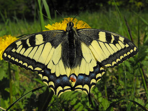 vidlochvost feniklový Papilio machaon