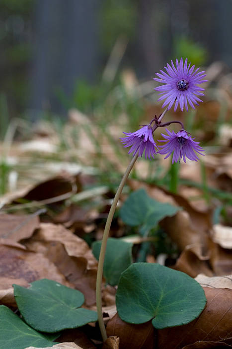 soldanelka karpatská Soldanella carpatica Vierh.