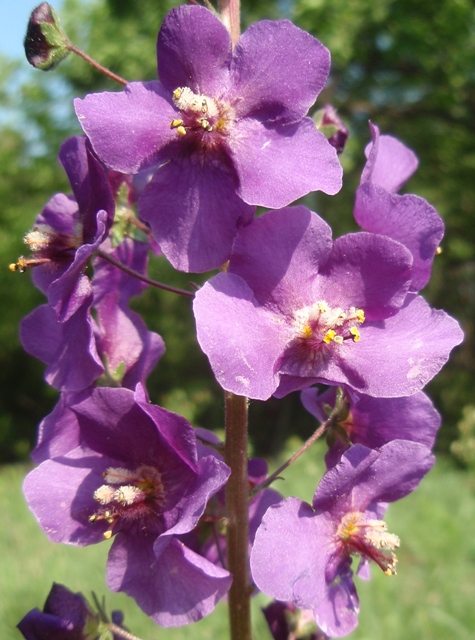 divozel tmavočervený Verbascum phoeniceum L.