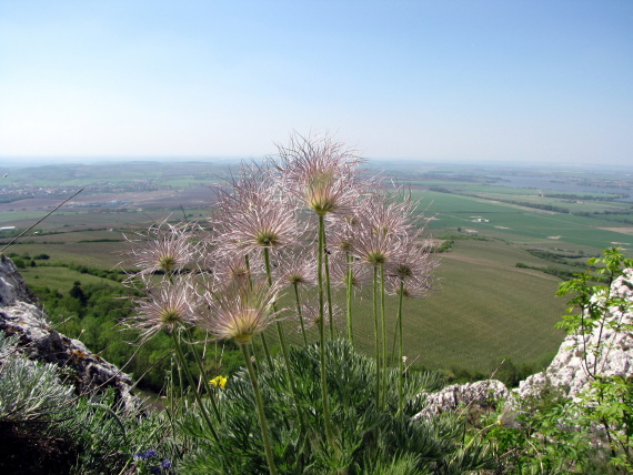 poniklec veľkokvetý - koniklec velkokvětý   Pulsatilla grandis