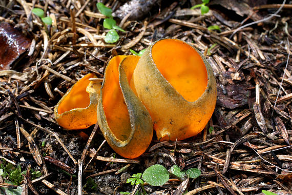 pohárovka ohnivá Caloscypha fulgens (Pers.) Boud.