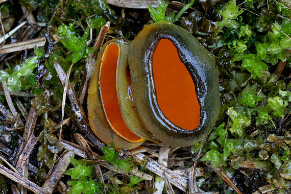 pohárovka ohnivá Caloscypha fulgens (Pers.) Boud.