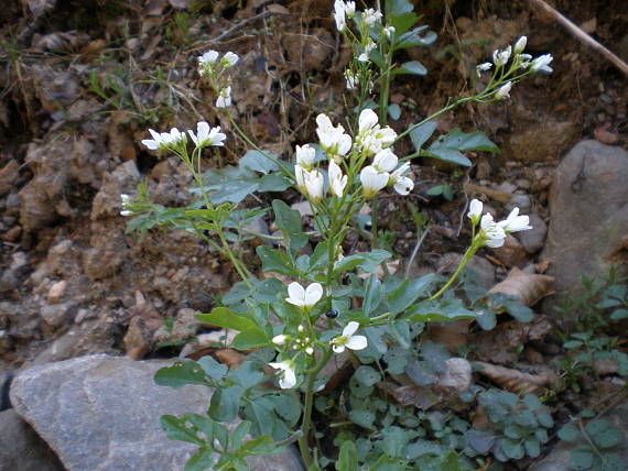 žerušnica horká Cardamine amara L.