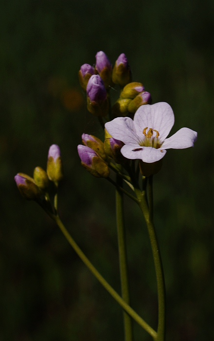 žerušnica lúčna Cardamine pratensis L.