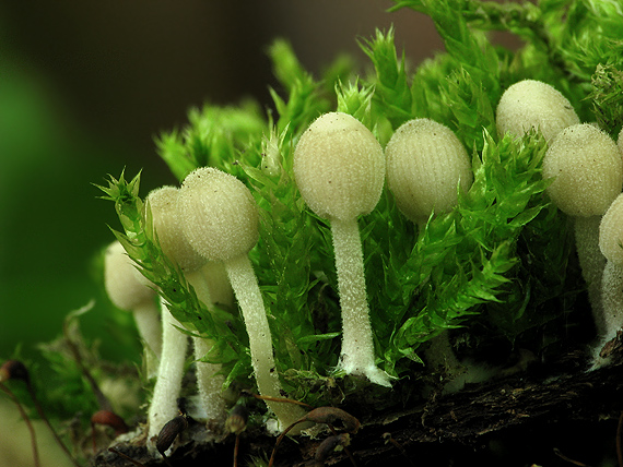 hnojník rozsiaty Coprinellus disseminatus (Pers.) J.E. Lange