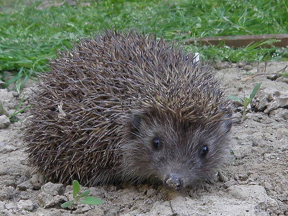 jež bledý Erinaceus concolor