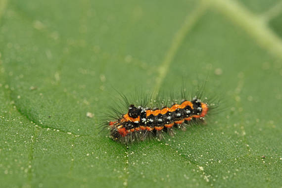 mníška pižmová Euproctis similis