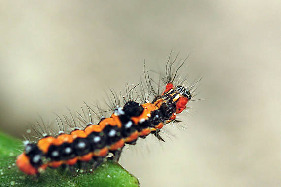 mníška pižmová Euproctis similis