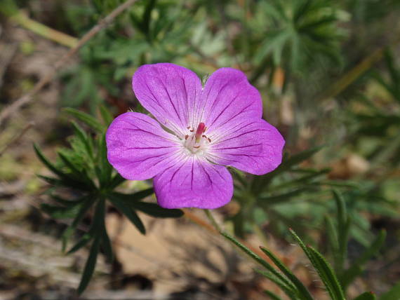 pakost krvavý Geranium sanguineum L.