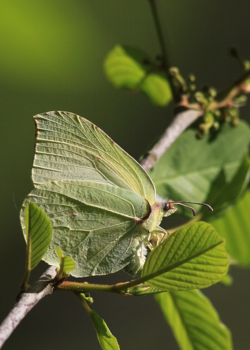 žltáčik rešetliakový Gonepteryx rhamni