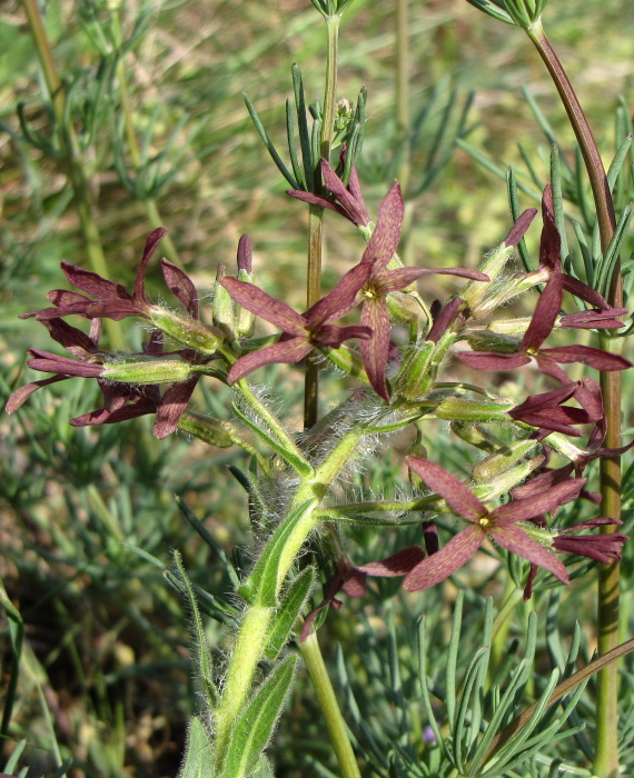 večernica smutná-večernice smutná  Hesperis tristis L.