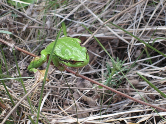 rosnička zelená Hyla arborea