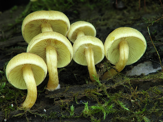 strapcovka zväzkovitá Hypholoma fasciculare (Huds.) P. Kumm.