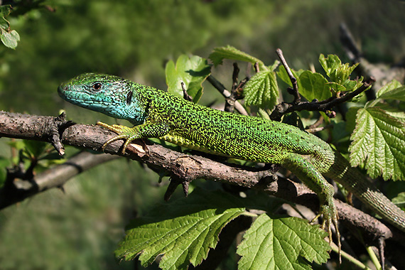 jašterica zelená Lacerta viridis