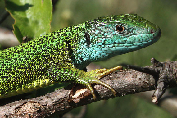 jašterica zelená Lacerta viridis