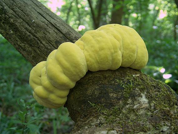 sírovec obyčajný Laetiporus sulphureus (Bull.) Murrill