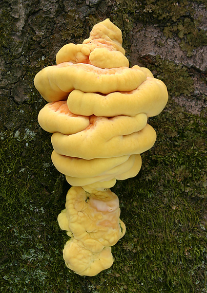 sírovec obyčajný Laetiporus sulphureus (Bull.) Murrill