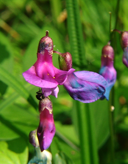 hrachor Lathyrus sp.