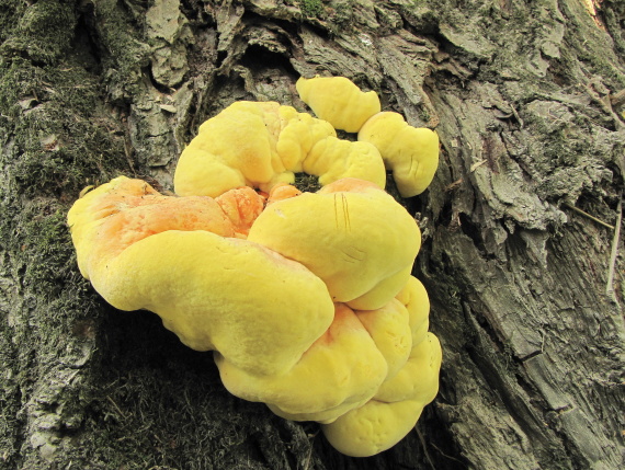 Sírovec obyčajný -Sírovec žlutooranžový Leatiporus sulphureus