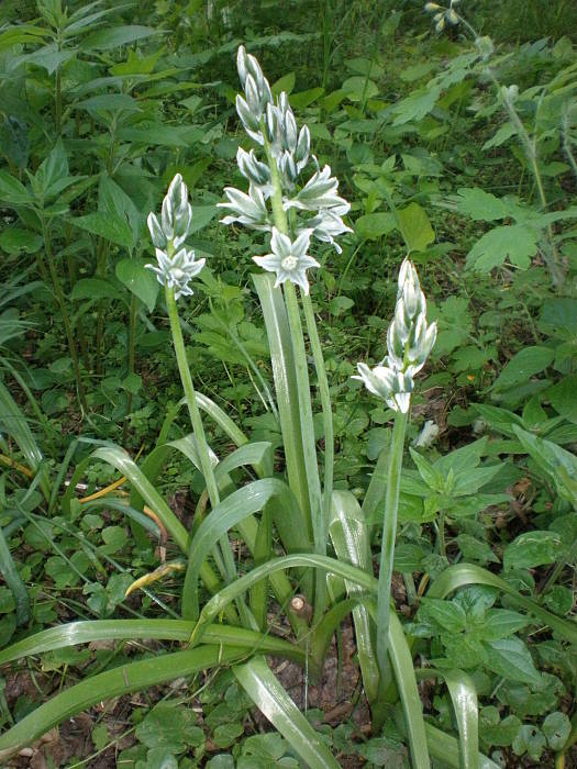 bledavka boucheova Ornithogalum boucheanum (Kunth) Asch.