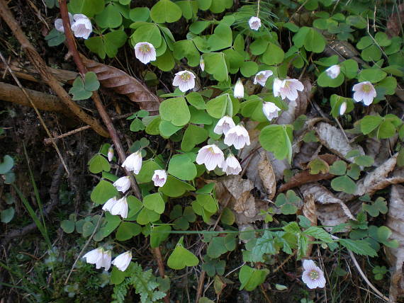 kyslička obyčajná Oxalis acetosella L.