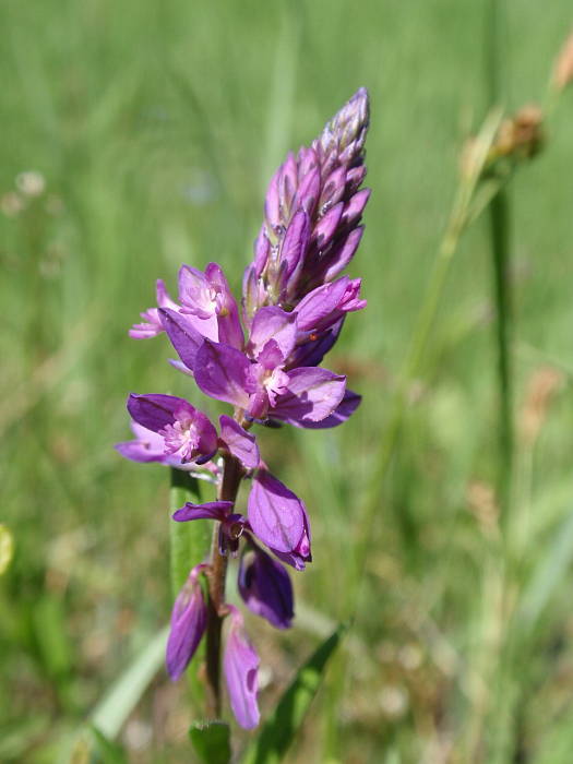 horčinka väčšia Polygala major Jacq.